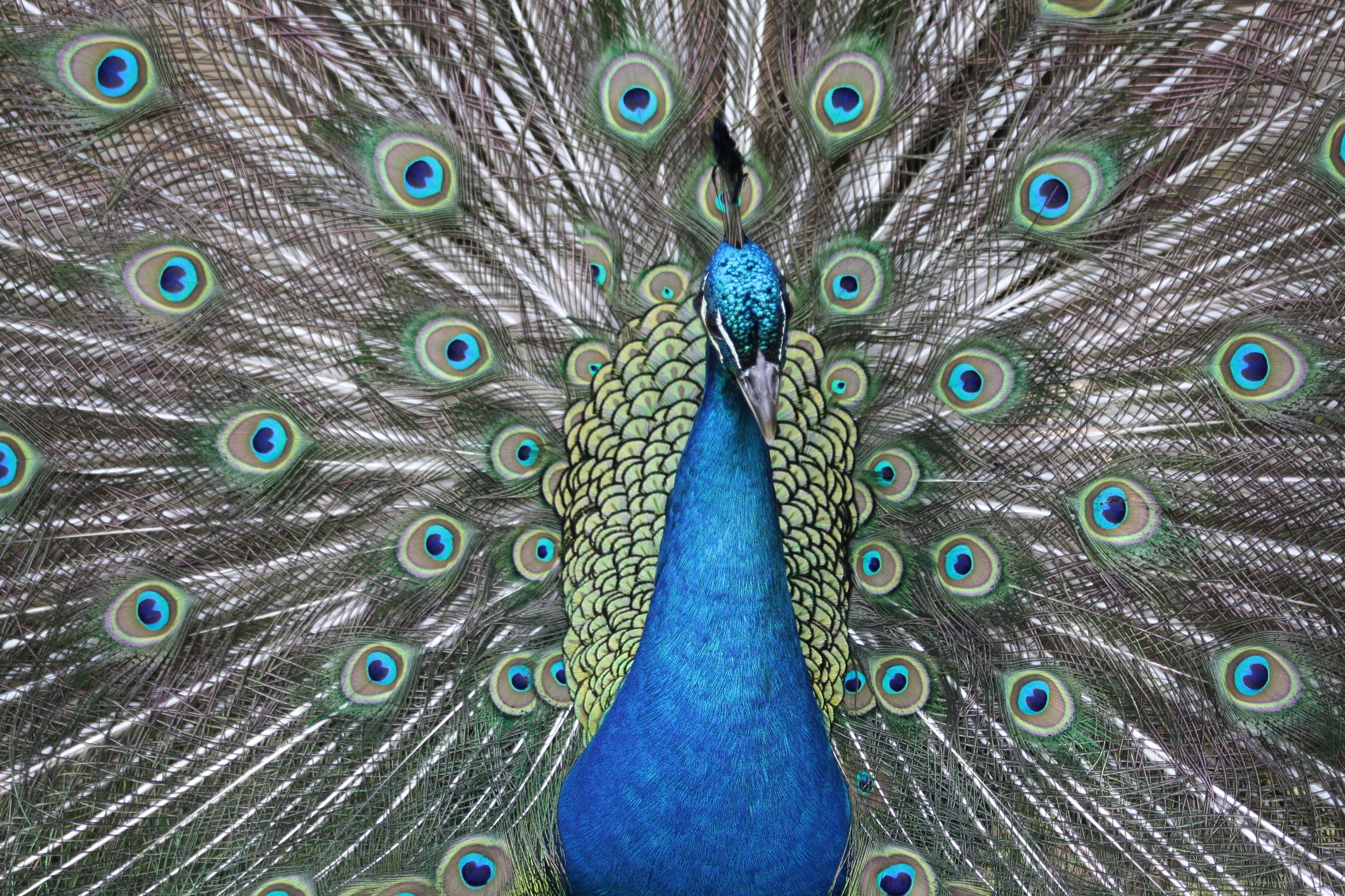 Peacock