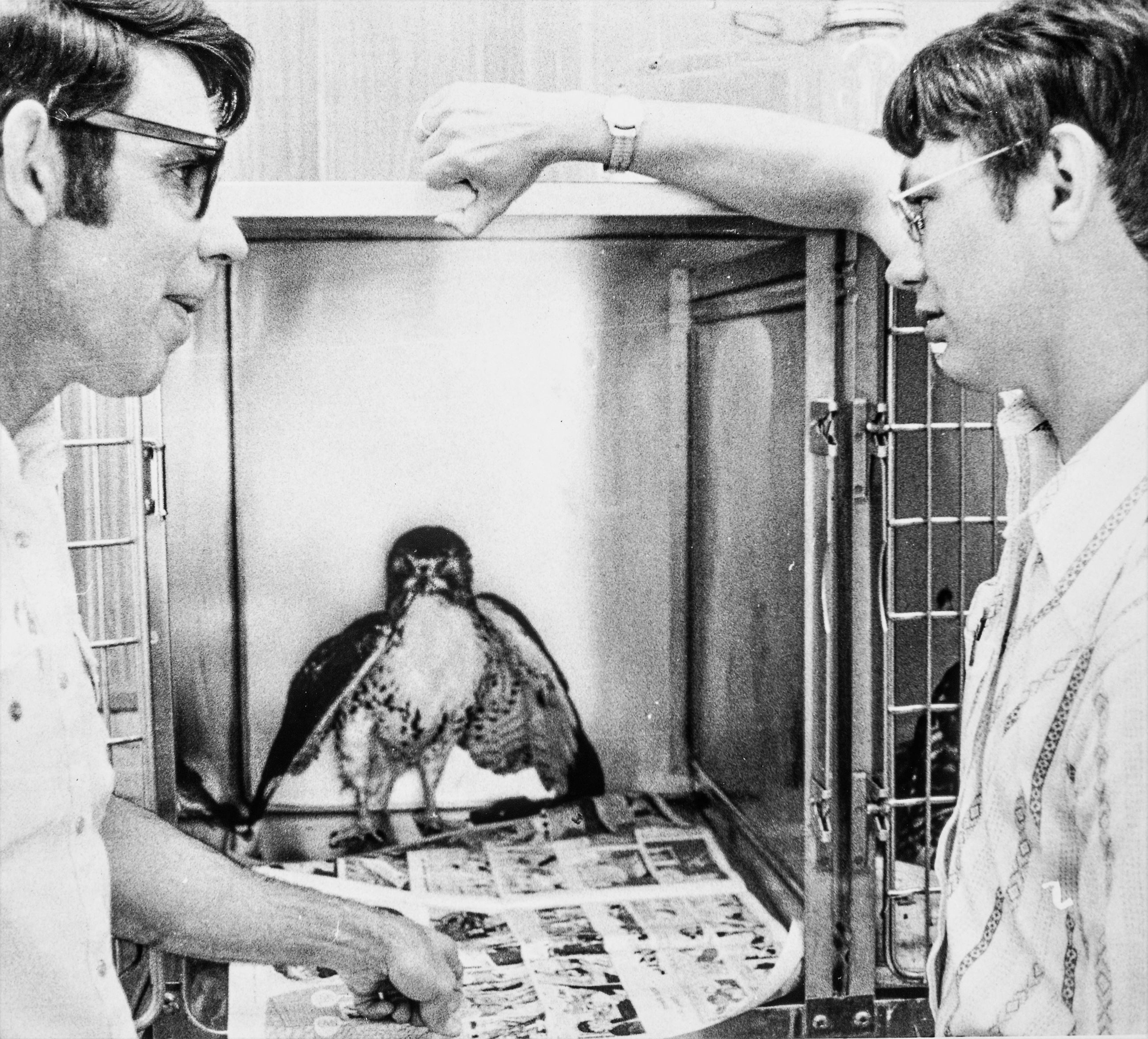 1960s bird rehab