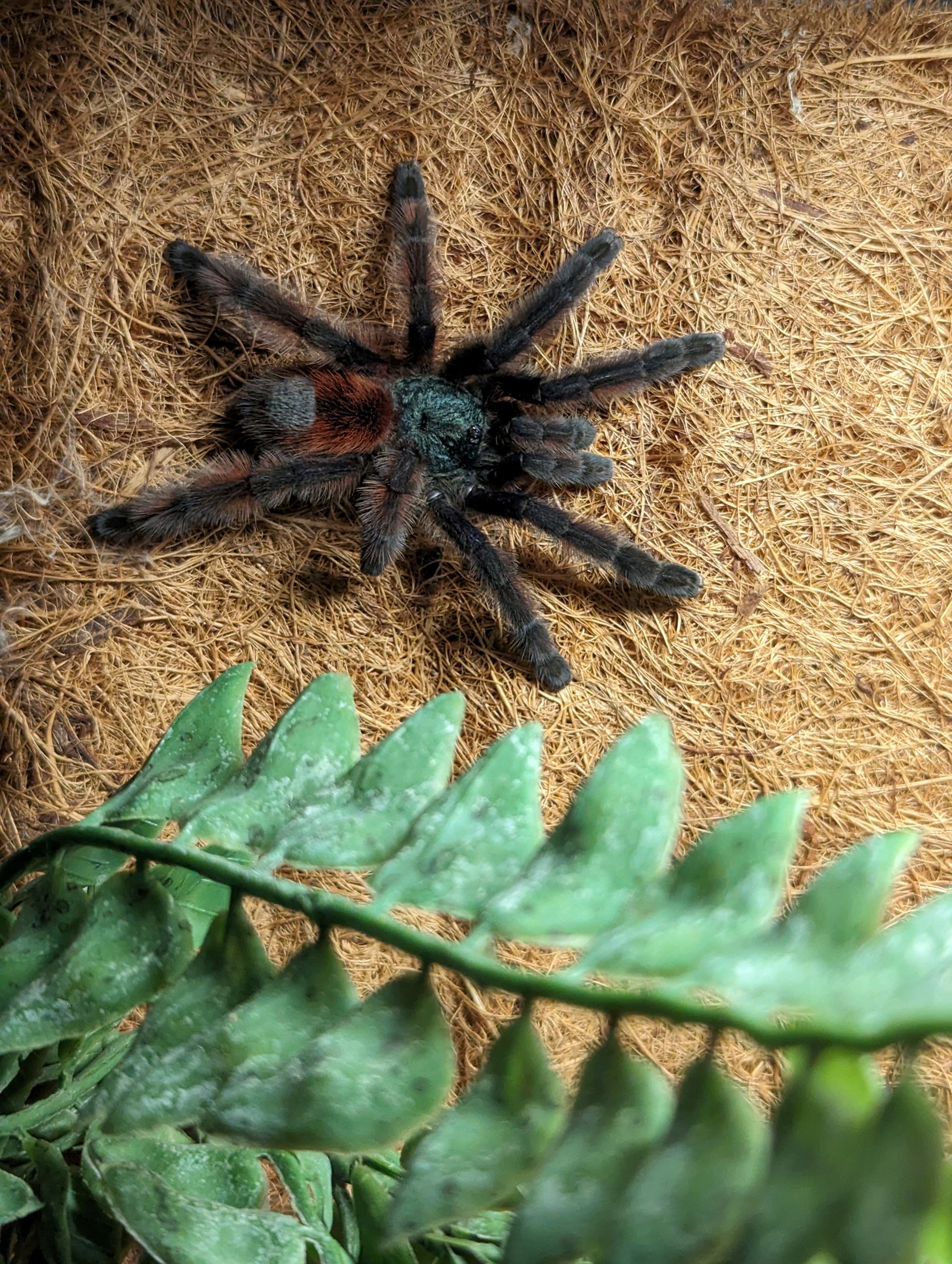 Antilles Pinktoe Tarantula